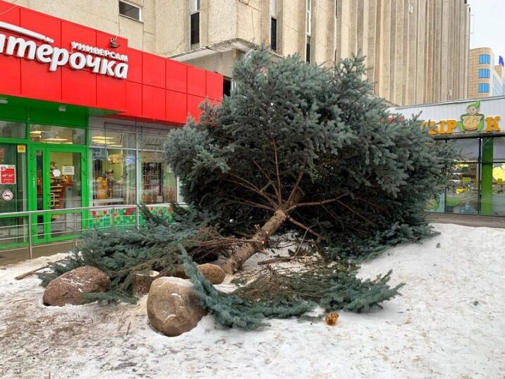 Глава Одинцово написал заявление в полицию по факту вырубки голубой ели в центре города Новости Одинцово 