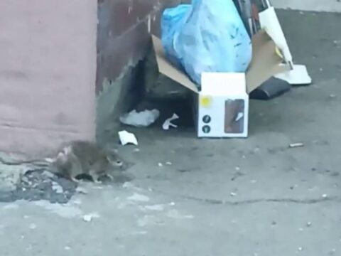 В Одинцово жителей кошмарят бесстрашные крысы у подъезда многоквартирного дома Новости Одинцово 