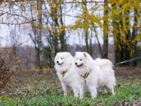 Площадки для выгула собак построят в Одинцовском за 11,7 млн рублей Новости Одинцово 